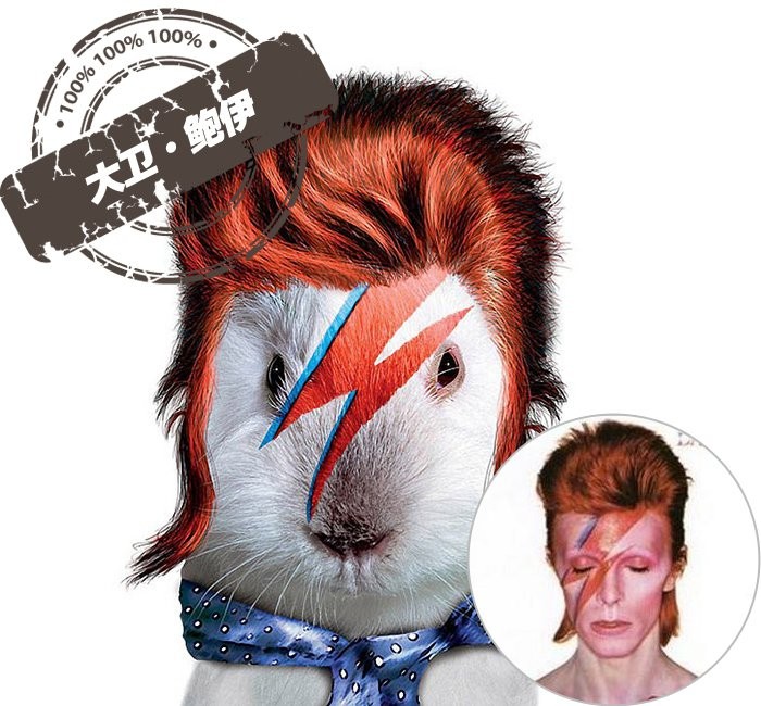 Nam ca sĩ nhạc rock kỳ cựu và vĩ đại của nước Anh thế kỷ 20 David Bowie (tên thật là David Robert Jones).